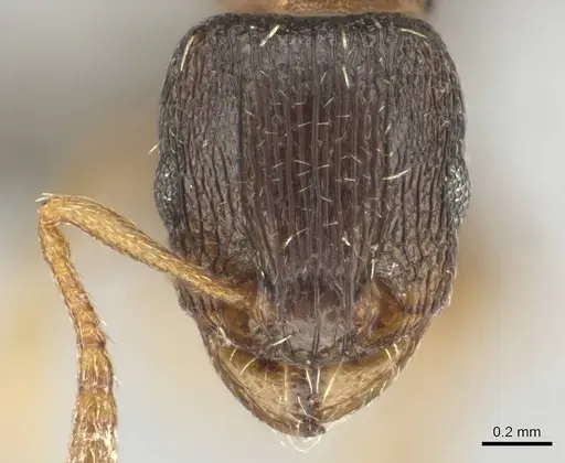Tetramorium altivagans specimen CASENT0252972 image casent0252972_2