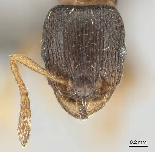Tetramorium altivagans specimen CASENT0252972 image casent0252972_3