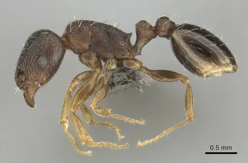 Tetramorium altivagans specimen CASENT0252972 image casent0252972_4