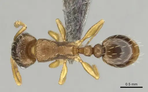 Tetramorium altivagans specimen CASENT0252974 image casent0252974_1