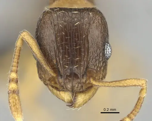 Tetramorium altivagans specimen CASENT0252974 image casent0252974_2
