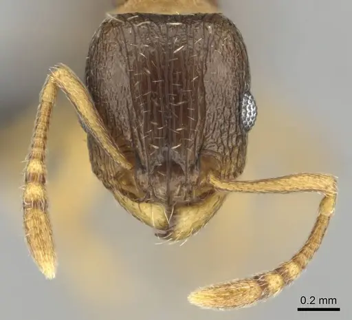 Tetramorium altivagans specimen CASENT0252974 image casent0252974_3