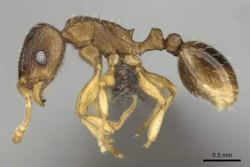 Tetramorium altivagans specimen CASENT0252974 image casent0252974_4