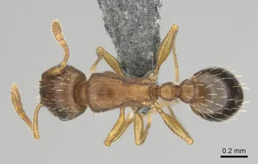 Tetramorium altivagans specimen CASENT0812360 image casent0812360_1