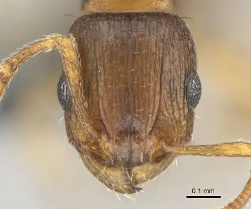 Tetramorium altivagans specimen CASENT0812360 image casent0812360_2