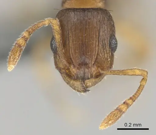 Tetramorium altivagans specimen CASENT0812360 image casent0812360_3