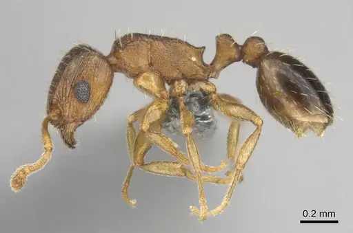 Tetramorium altivagans specimen CASENT0812360 image casent0812360_4