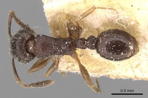 Tetramorium altivagans specimen CASENT0906132 image casent0906132_1