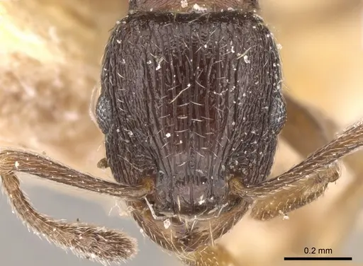 Tetramorium altivagans specimen CASENT0906132 image casent0906132_2