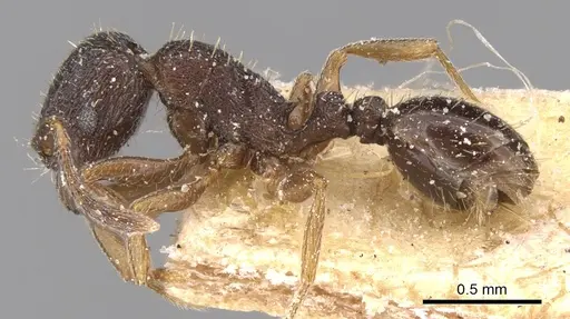 Tetramorium altivagans specimen CASENT0906132 image casent0906132_3