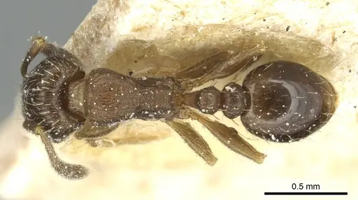 Tetramorium altivagans specimen CASENT0913986 image casent0913986_1