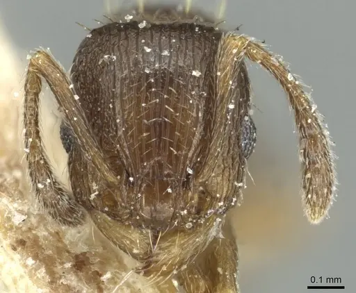 Tetramorium altivagans specimen CASENT0913986 image casent0913986_2