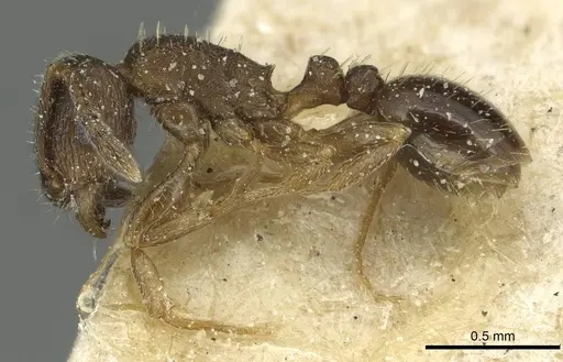 Tetramorium altivagans specimen CASENT0913986 image casent0913986_3