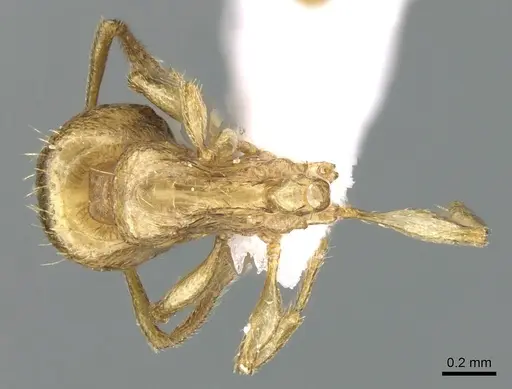 Tetramorium amalae specimen CASENT0906353 image casent0906353_1