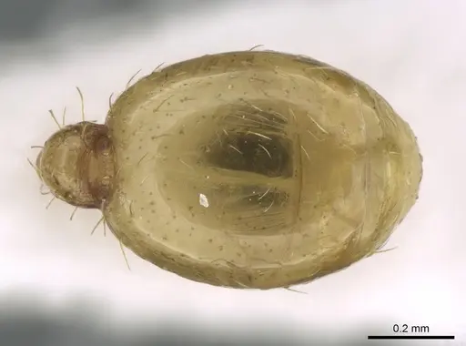 Tetramorium amalae specimen CASENT0906353 image casent0906353_2
