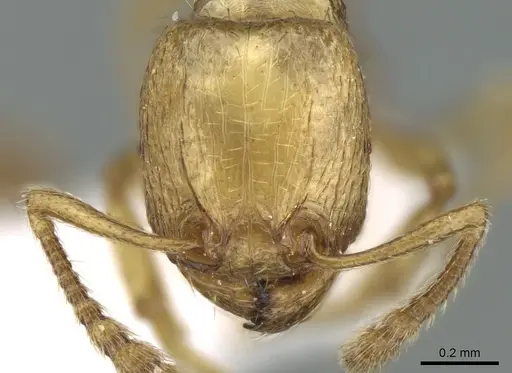 Tetramorium amalae specimen CASENT0906353 image casent0906353_3