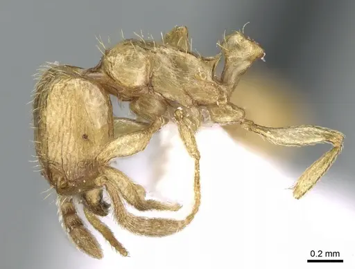 Tetramorium amalae specimen CASENT0906353 image casent0906353_4