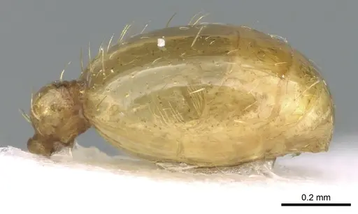 Tetramorium amalae specimen CASENT0906353 image casent0906353_5
