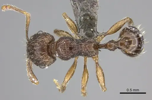 Tetramorium amatongae specimen CASENT0235771 image casent0235771_1