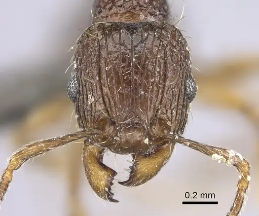 Tetramorium amatongae specimen CASENT0235771 image casent0235771_2