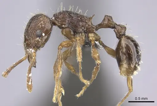 Tetramorium amatongae specimen CASENT0235771 image casent0235771_3