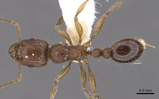 Tetramorium amatongae specimen CASENT0901242 image casent0901242_1