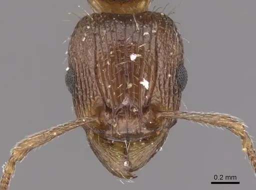 Tetramorium amatongae specimen CASENT0901242 image casent0901242_2