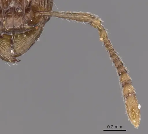 Tetramorium amatongae specimen CASENT0901242 image casent0901242_3