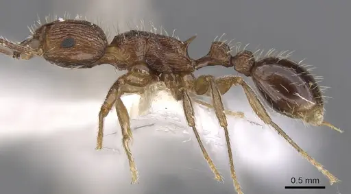 Tetramorium amatongae specimen CASENT0901242 image casent0901242_4