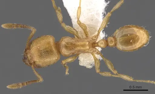 Tetramorium amaurum specimen CASENT0901161 image casent0901161_1