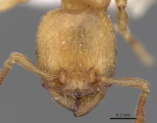 Tetramorium amaurum specimen CASENT0901161 image casent0901161_2