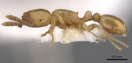 Tetramorium amaurum specimen CASENT0901161 image casent0901161_3