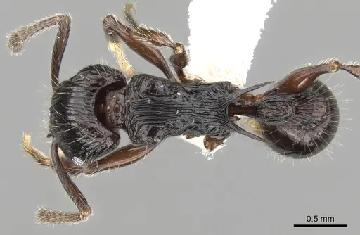 Tetramorium ambanizana specimen CASENT0189238 image casent0189238_1
