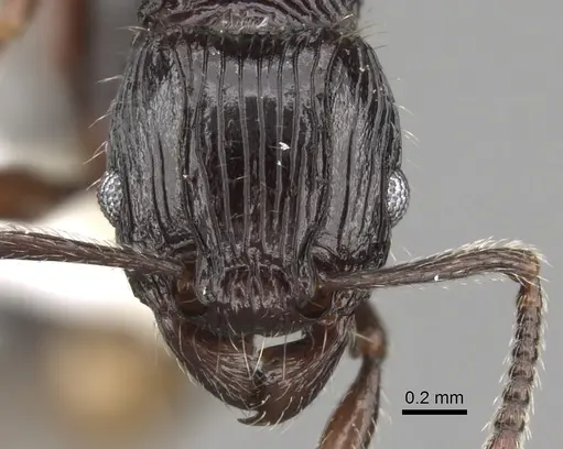 Tetramorium ambanizana specimen CASENT0189238 image casent0189238_2