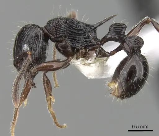 Tetramorium ambanizana specimen CASENT0189238 image casent0189238_3