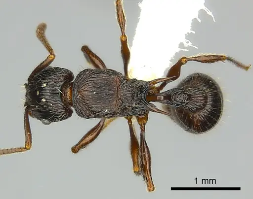 Tetramorium ambanizana specimen CASENT0217922 image casent0217922_1