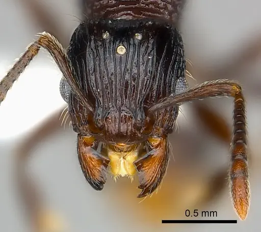 Tetramorium ambanizana specimen CASENT0217922 image casent0217922_2