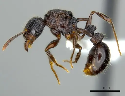 Tetramorium ambanizana specimen CASENT0217922 image casent0217922_3