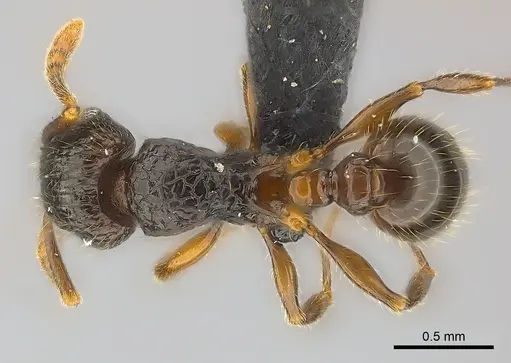 Tetramorium ambatovy specimen CASENT0048186 image casent0048186_1