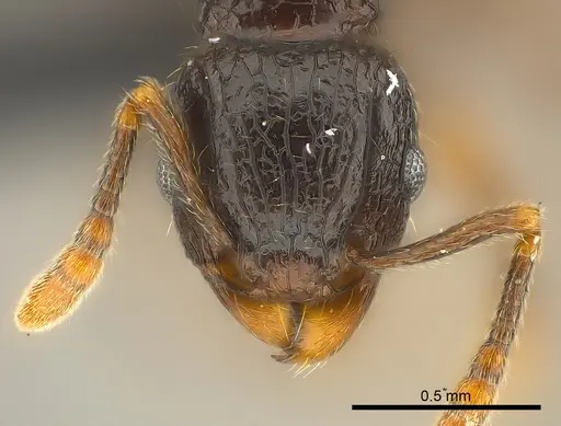 Tetramorium ambatovy specimen CASENT0048186 image casent0048186_2