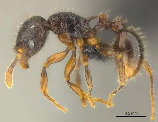 Tetramorium ambatovy specimen CASENT0048186 image casent0048186_3