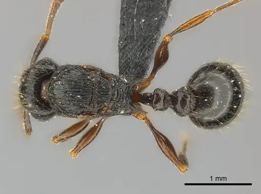 Tetramorium ambatovy specimen CASENT0117452 image casent0117452_1