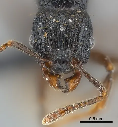 Tetramorium ambatovy specimen CASENT0117452 image casent0117452_2