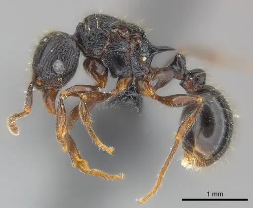 Tetramorium ambatovy specimen CASENT0117452 image casent0117452_3
