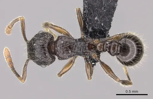 Tetramorium ambatovy specimen CASENT0124721 image casent0124721_1