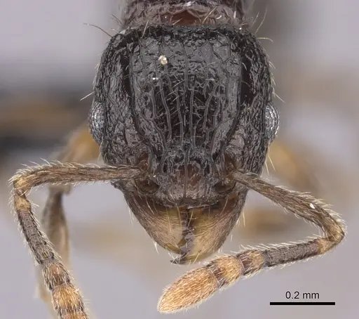 Tetramorium ambatovy specimen CASENT0124721 image casent0124721_2