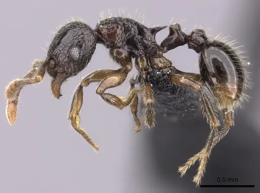 Tetramorium ambatovy specimen CASENT0124721 image casent0124721_3