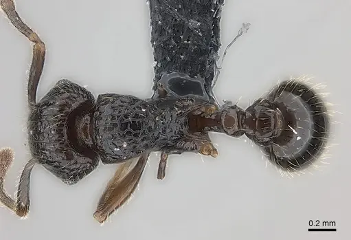 Tetramorium ambatovy specimen CASENT0163233 image casent0163233_1