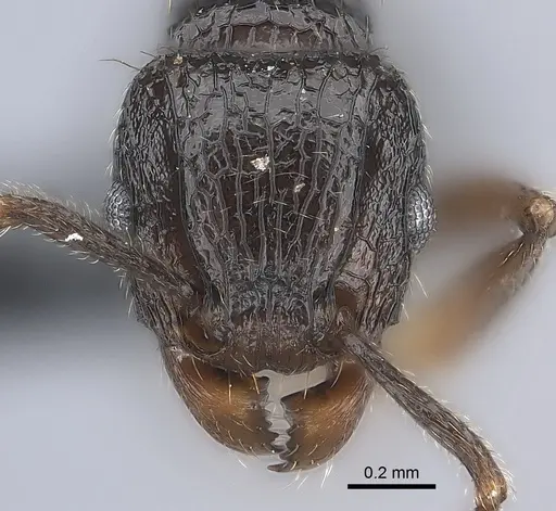 Tetramorium ambatovy specimen CASENT0163233 image casent0163233_2