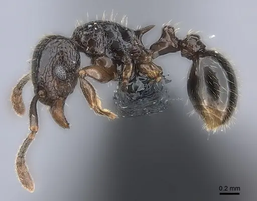 Tetramorium ambatovy specimen CASENT0163233 image casent0163233_3